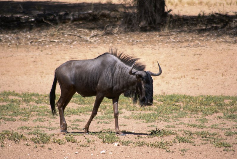 Na (1052).JPG - Gnu                     